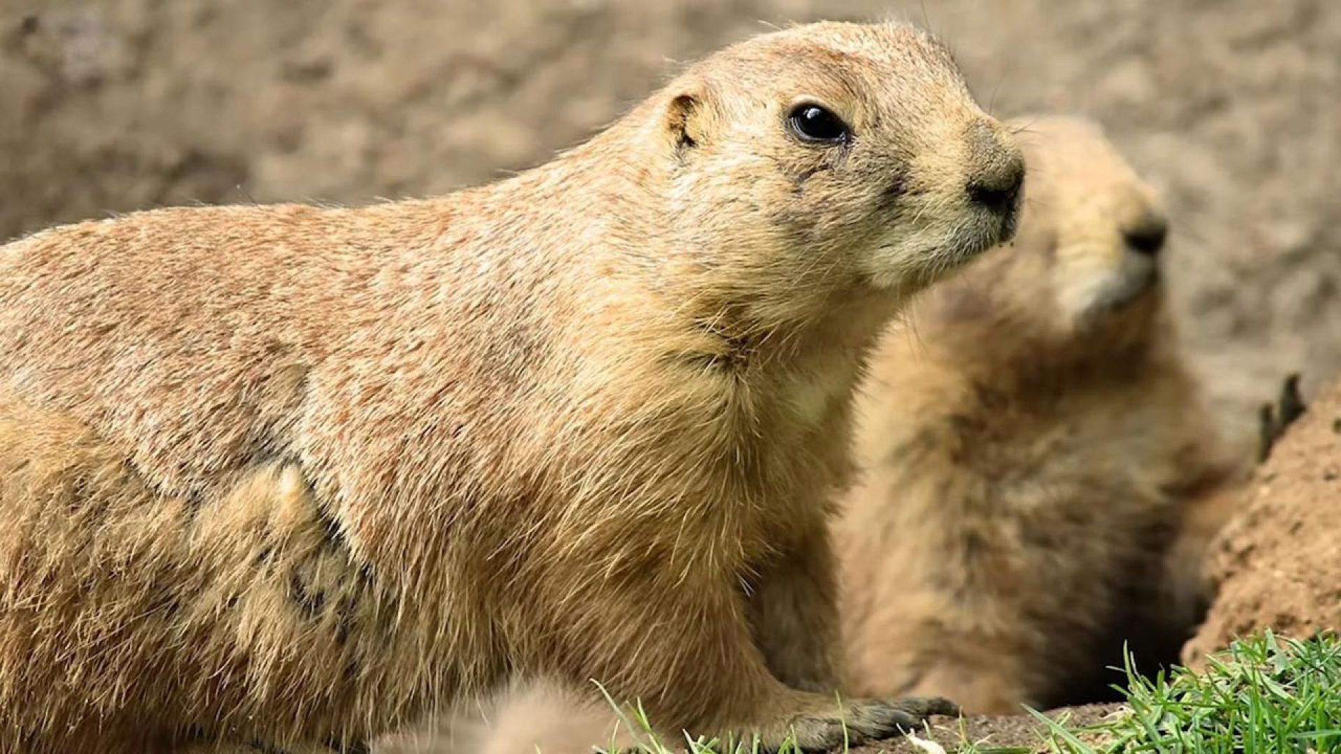 Prairie Dogs as Pets: Discover 13 Essential Facts