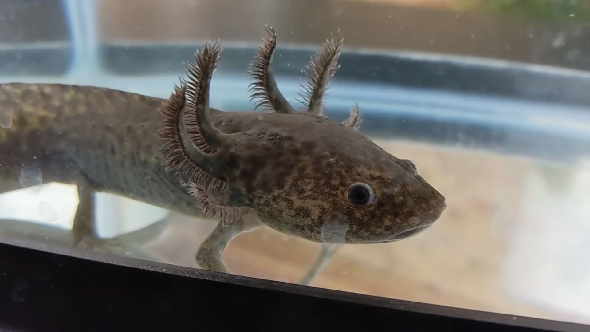 Are Axolotls Good Pets? Understanding Care & Costs