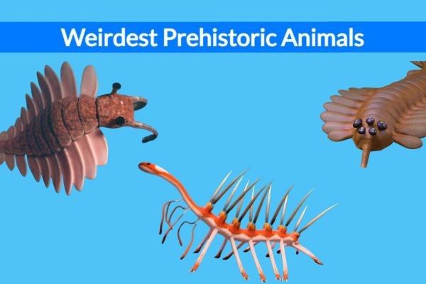 10 Weirdest Prehistoric Animals Youve Never Heard Of