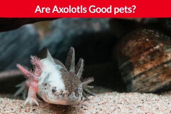 Are Axolotls Good Pets for You?