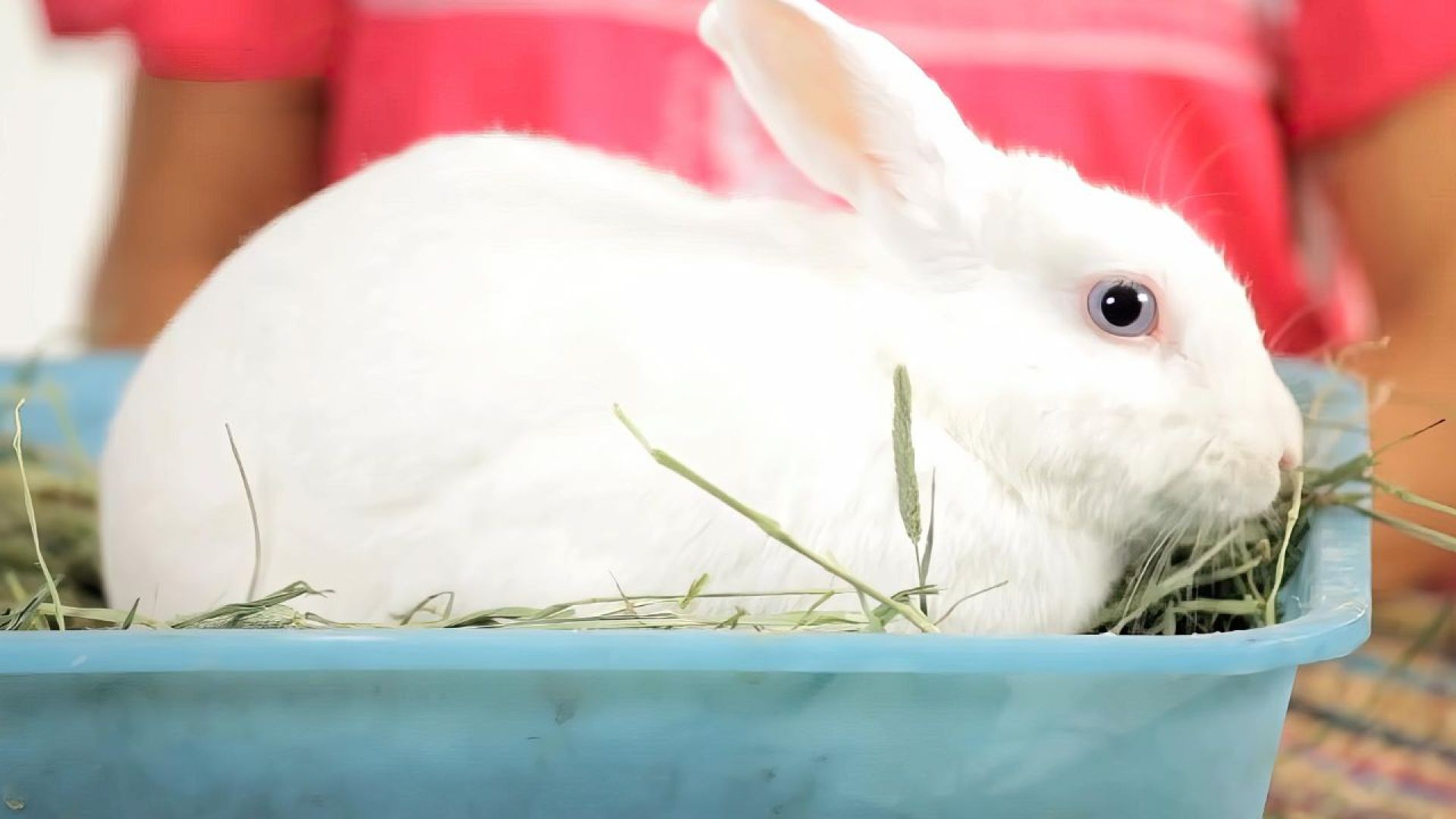 Secrets Revealed: How Long Do Rabbits Live?
