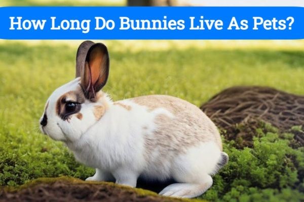 How Long Do Bunnies Live As Pets?