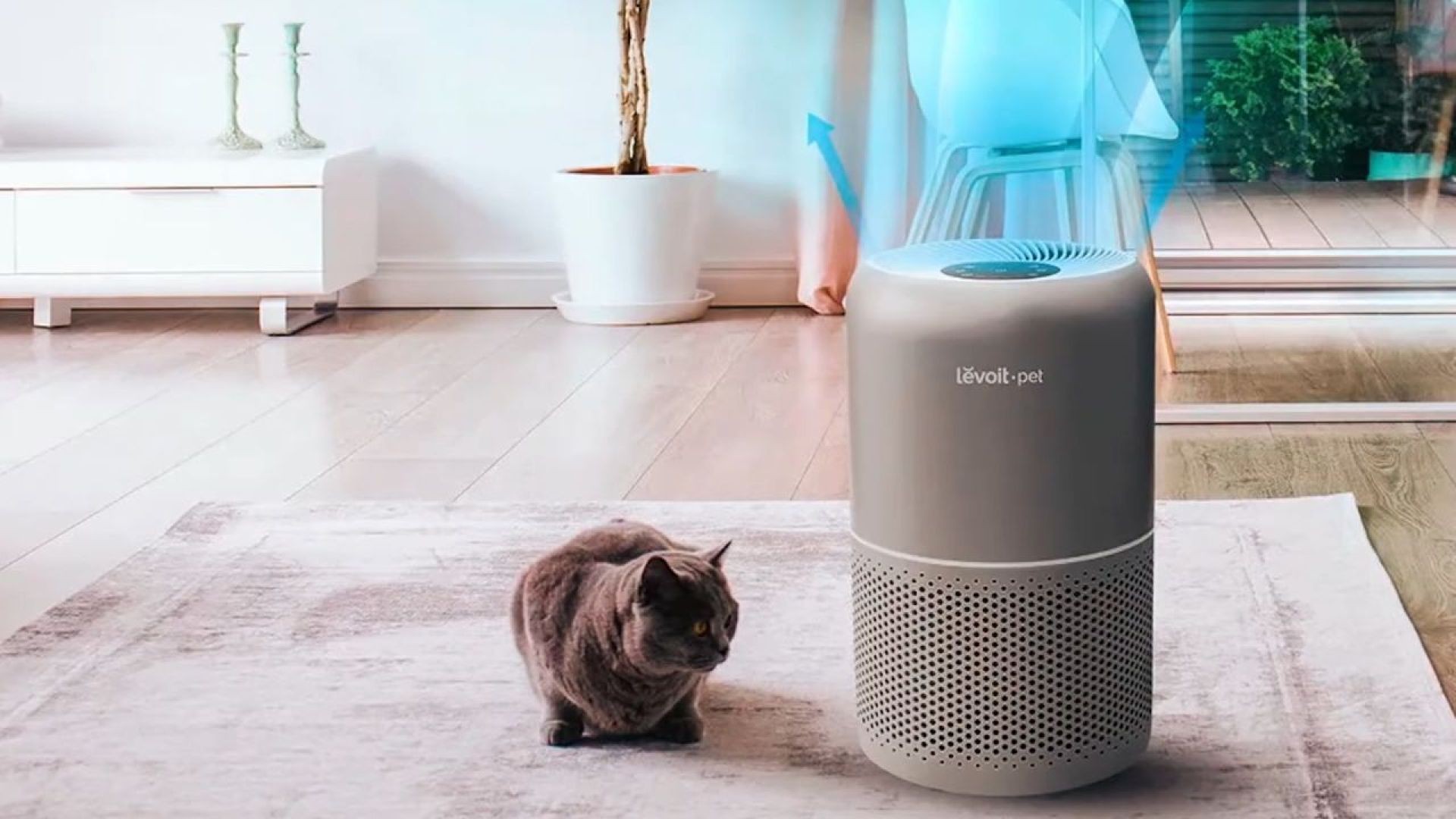 Best Air Purifiers for Pets Owners in 2024