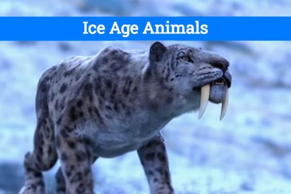 How to Identify Iconic Ice Age Animals