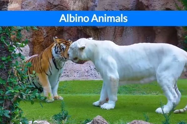 What Are Albino Animals and How Do They Differ From Regular Animals?