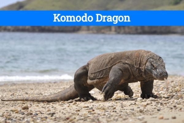 Safely Observing Komodo Dragons in the Wild