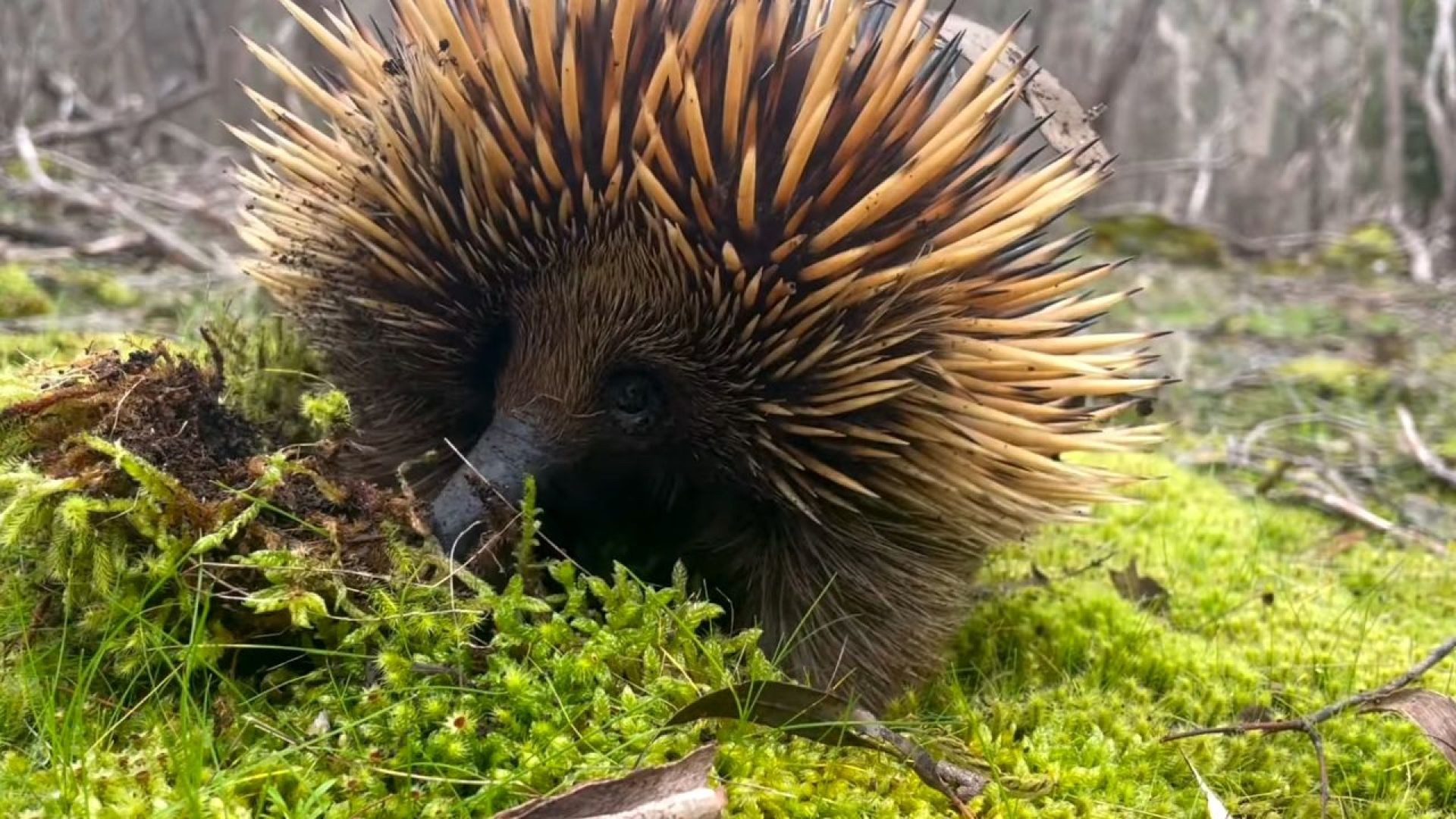 Unveiling Echidna Mysteries