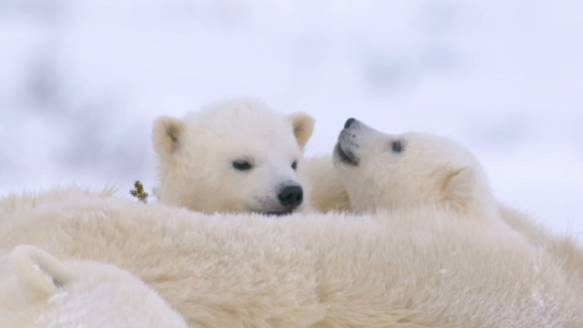 Key Updates from "Arctic Animals" 4K