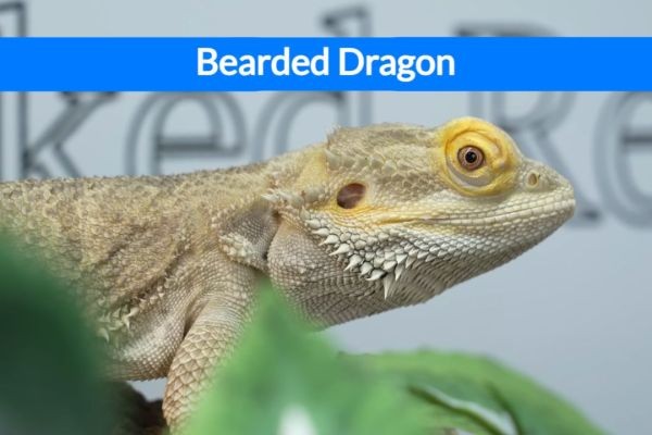 Uniqueness of Bearded Dragons as Pets