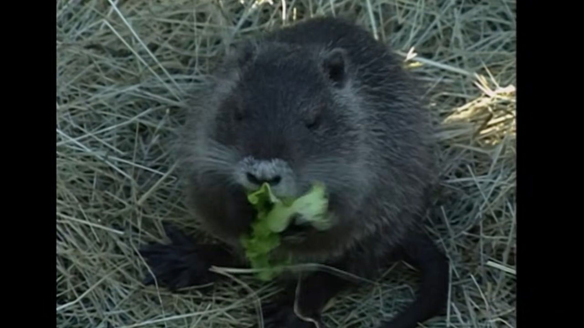 Unveiling the Nutria: Oregon's Furry Menace