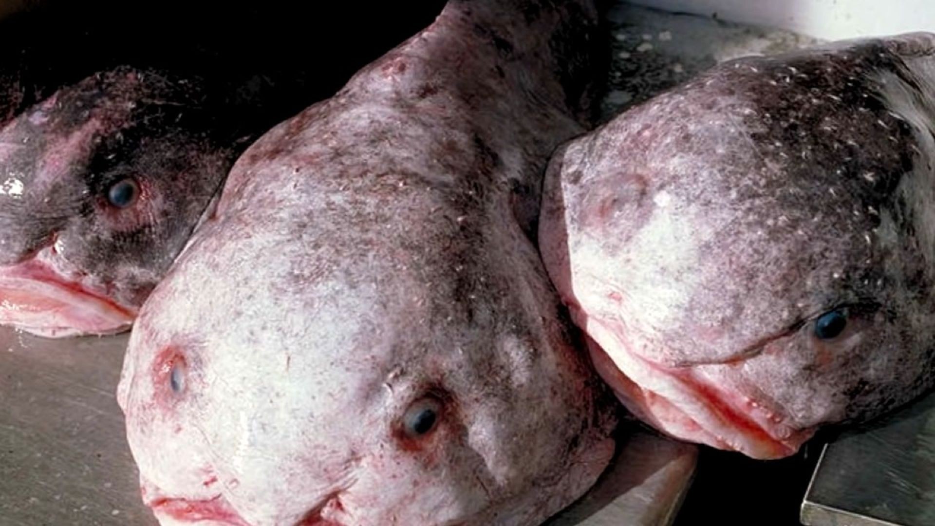 The Surprising World of Blobfish Beyond the 'Ugly' Myth