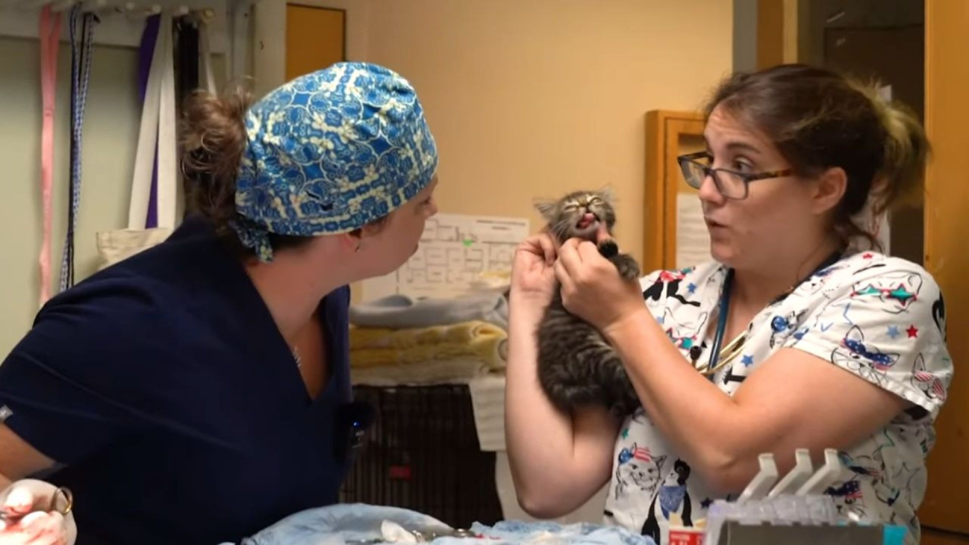 Austin Pets Alive!'s New Veterinary Milestones