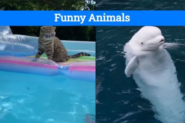 10 Funny Animal Videos Guaranteed to Brighten Your Day