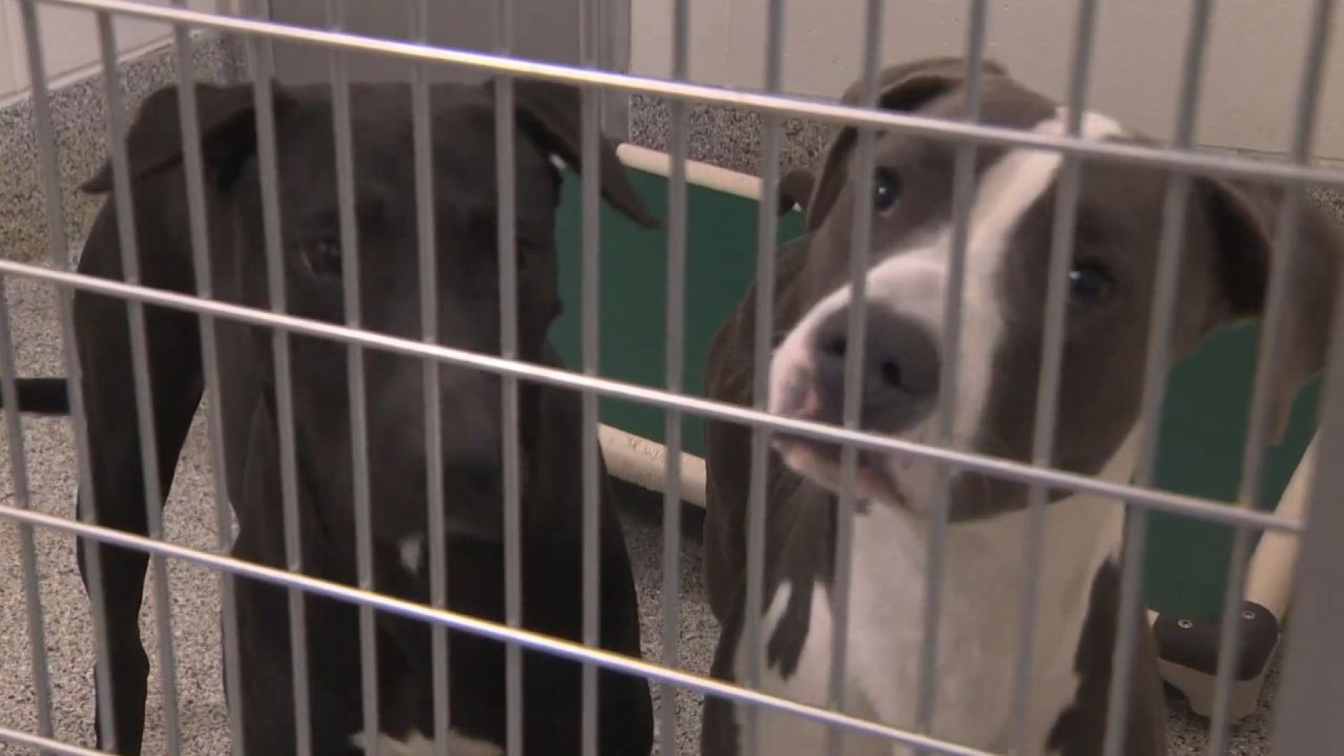 Harris County Pets taking part in holiday 'mega adoption event'