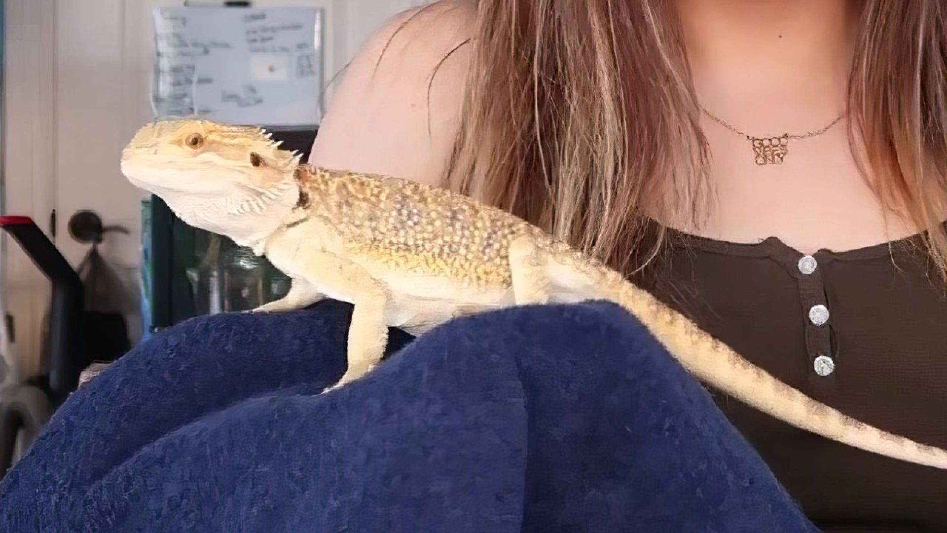 Are Bearded Dragons good pets?