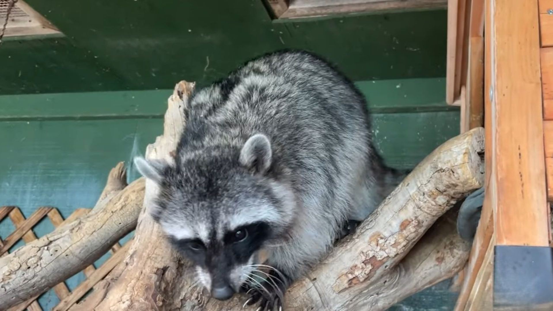 Are Raccoons Good Pets?