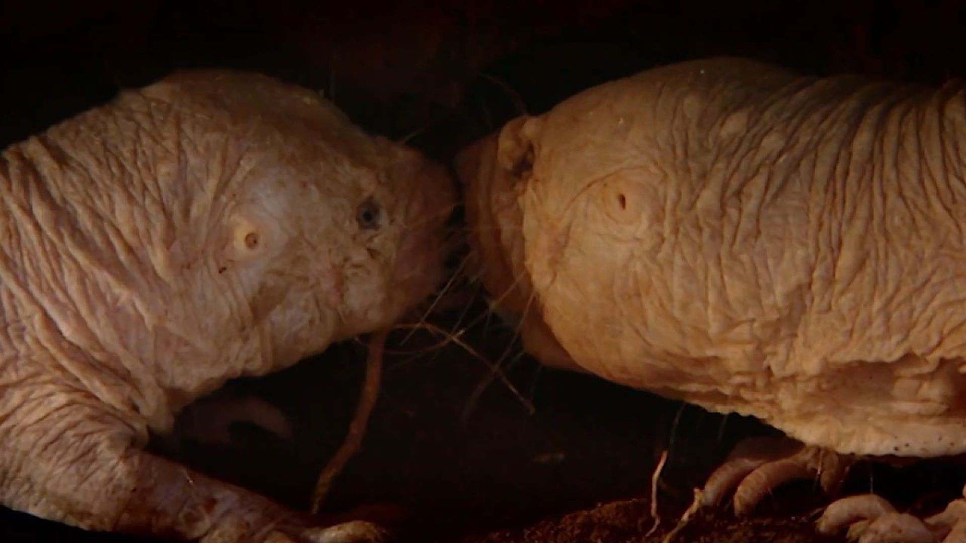 Revealing the Secrets of the Naked Mole Rat