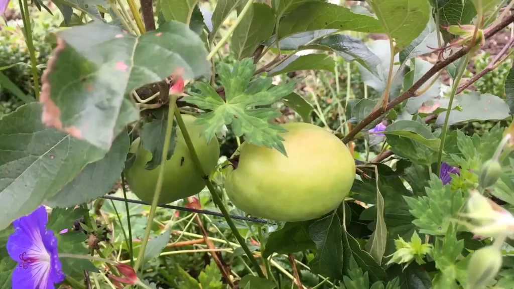 how to start a vegetable garden