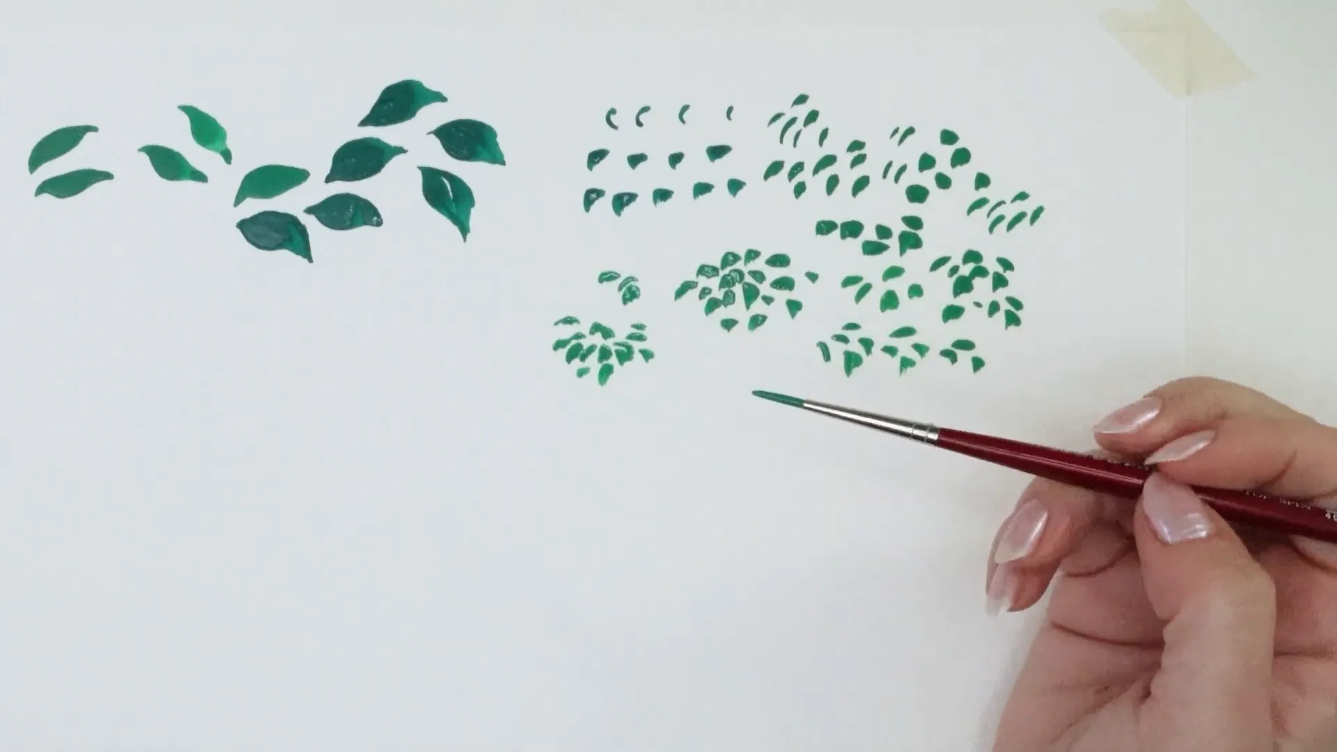 Foreshortened leaves demonstration