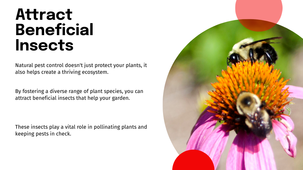 Attract Beneficial Insects