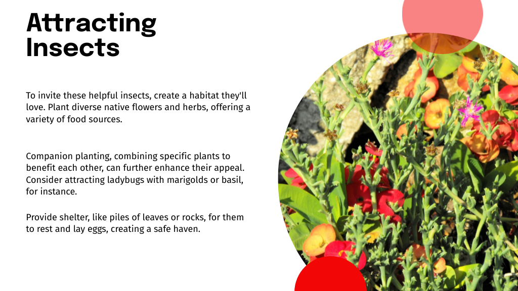 Attracting Insects