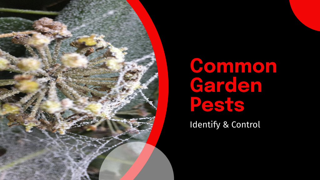 Common Garden Pests