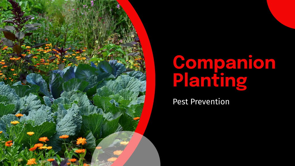 Companion Planting