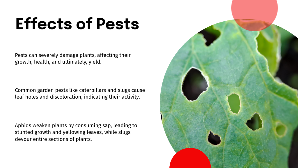 Effects of Pests