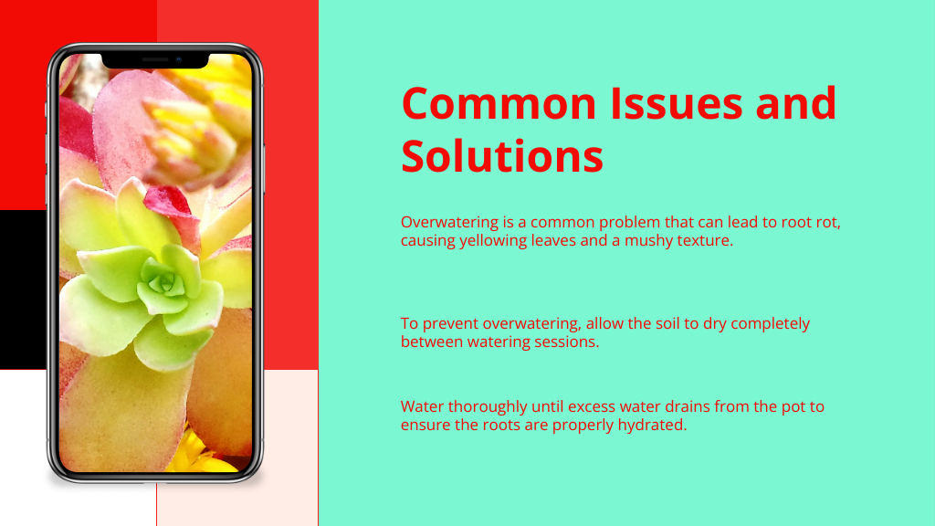 Common Issues and Solutions