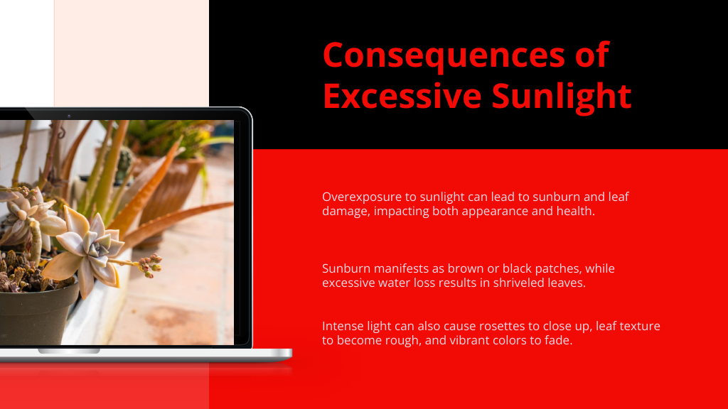 Consequences of Excessive Sunlight