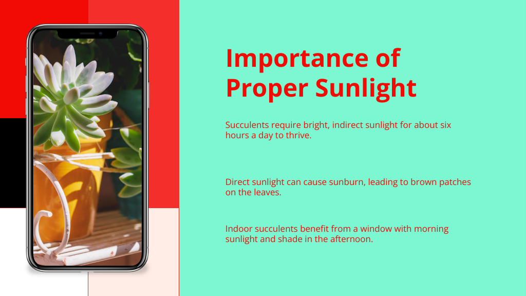 Importance of Proper Sunlight